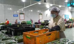 湖北挪动还将立异打制“通明厨房”服 